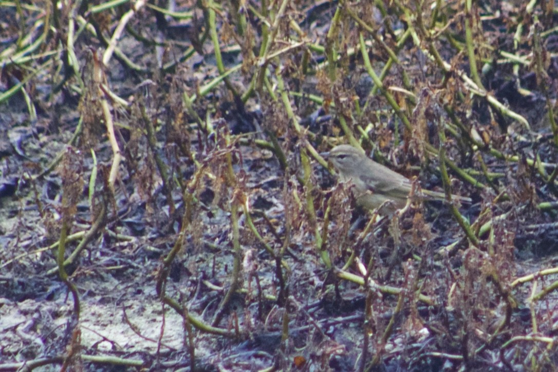 Palm Warbler - ML385532851