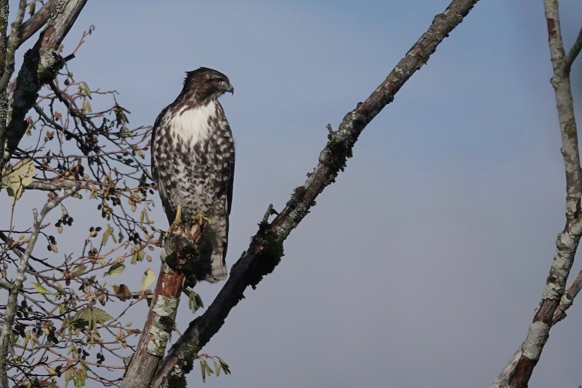 Red-tailed Hawk - ML385533501