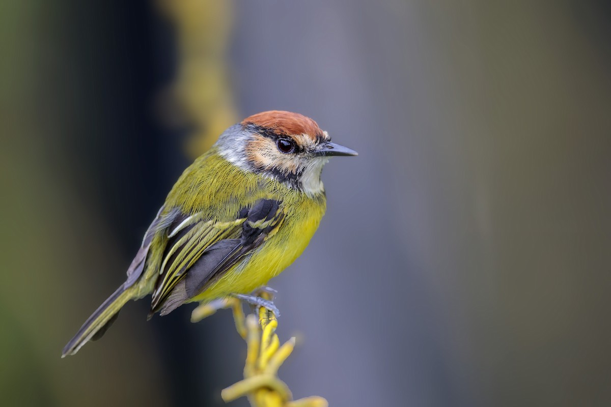 Rufous-crowned Tody-Flycatcher - ML385533661