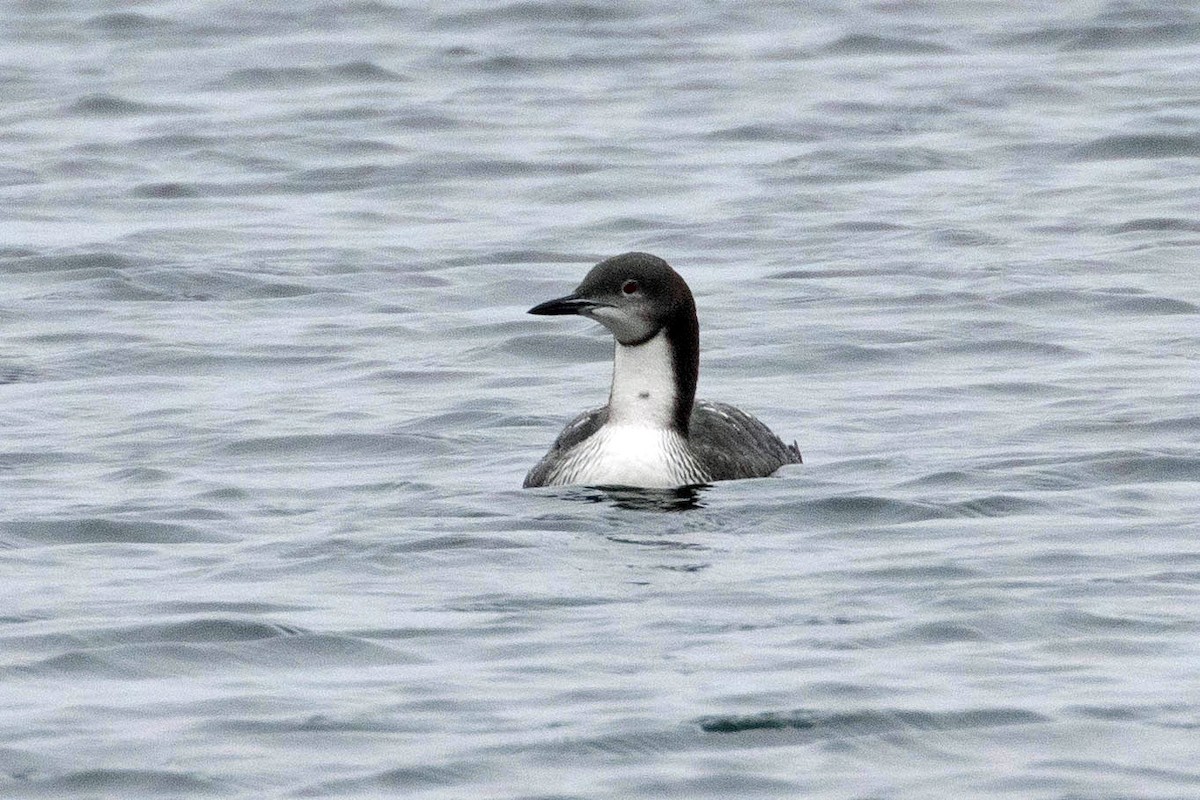 Pacific Loon - ML385533901
