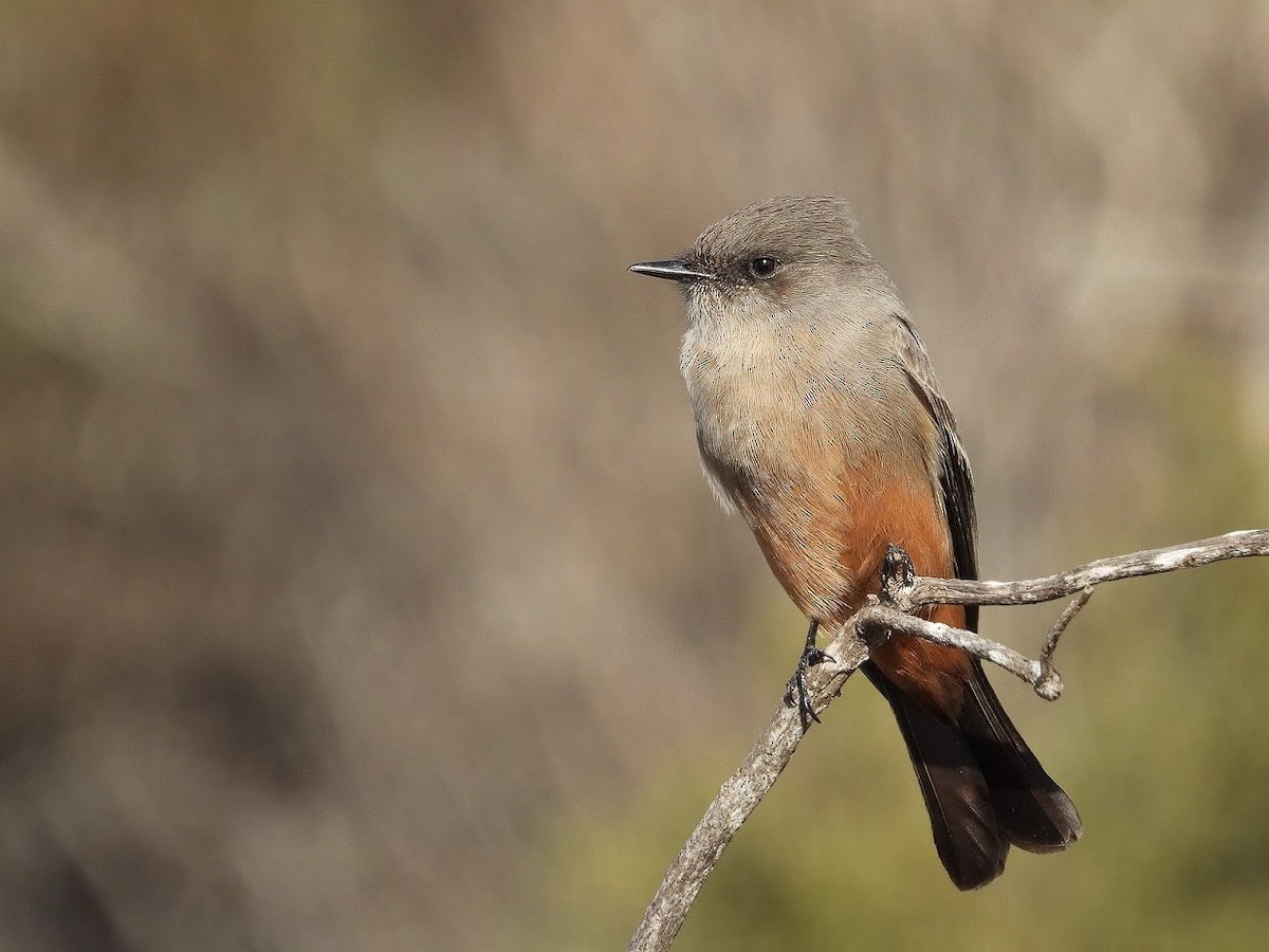 Say's Phoebe - ML385534411