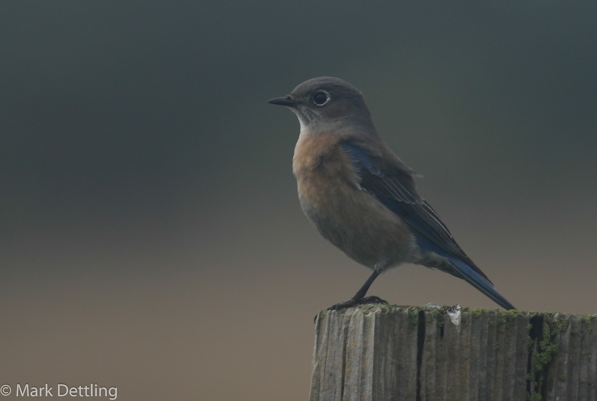 Western Bluebird - ML38553751