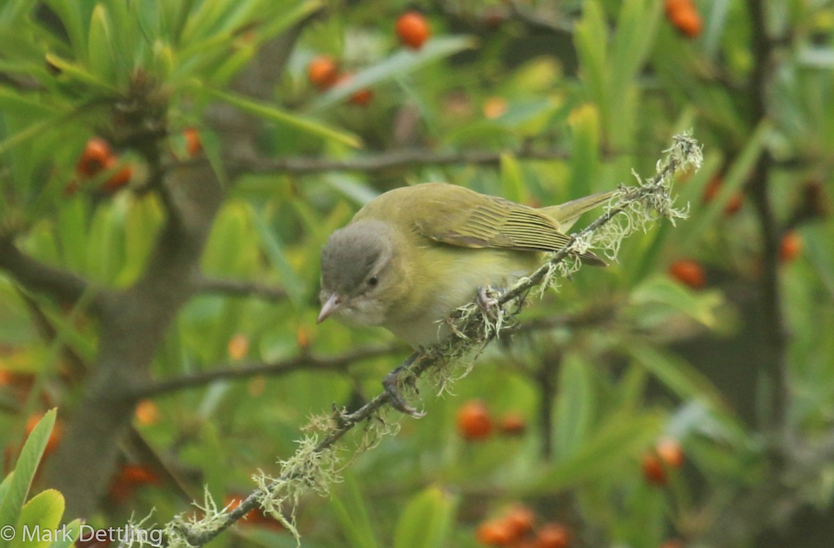 Yellow-green Vireo - ML38553891