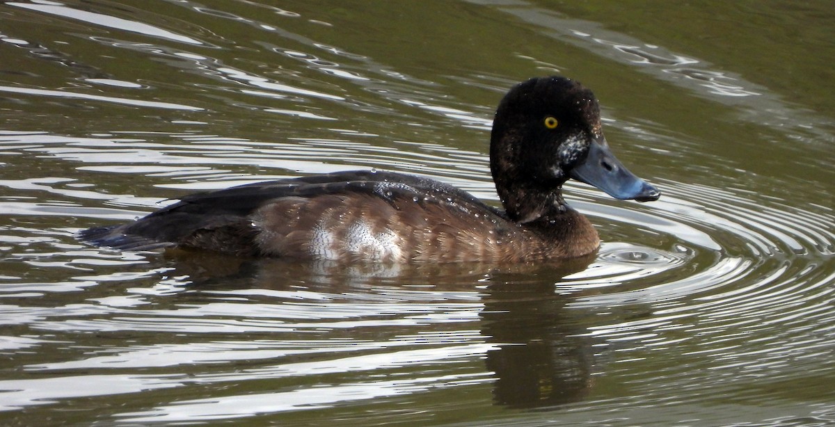 Greater Scaup - Mauricio del Pozo López