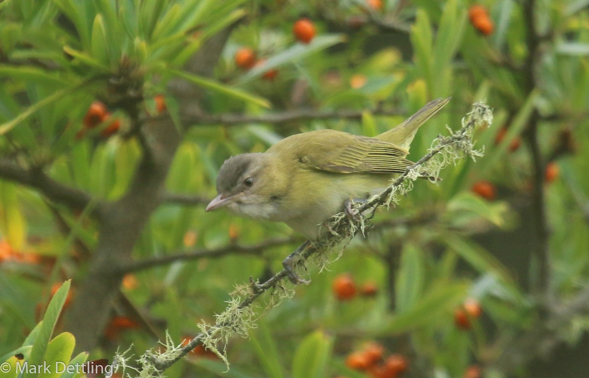 Yellow-green Vireo - Mark Dettling