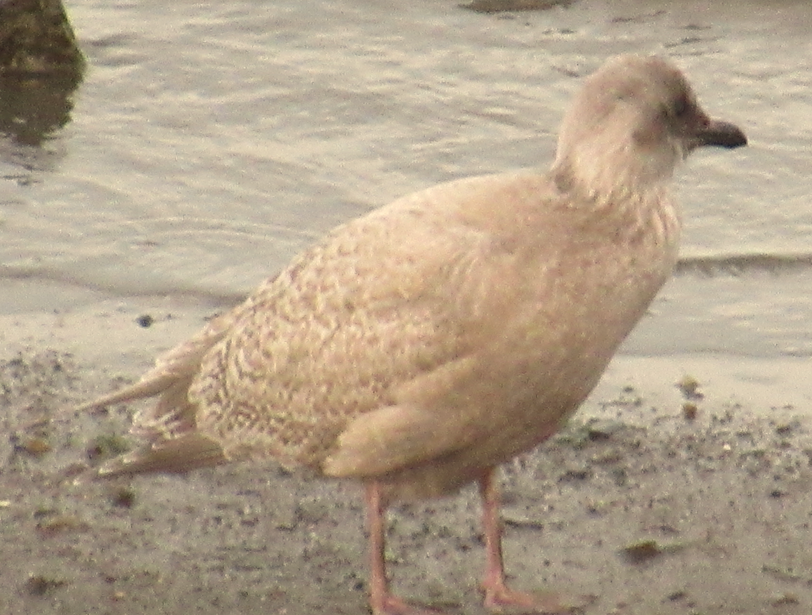 Glaucous-winged Gull - Scott Restivo