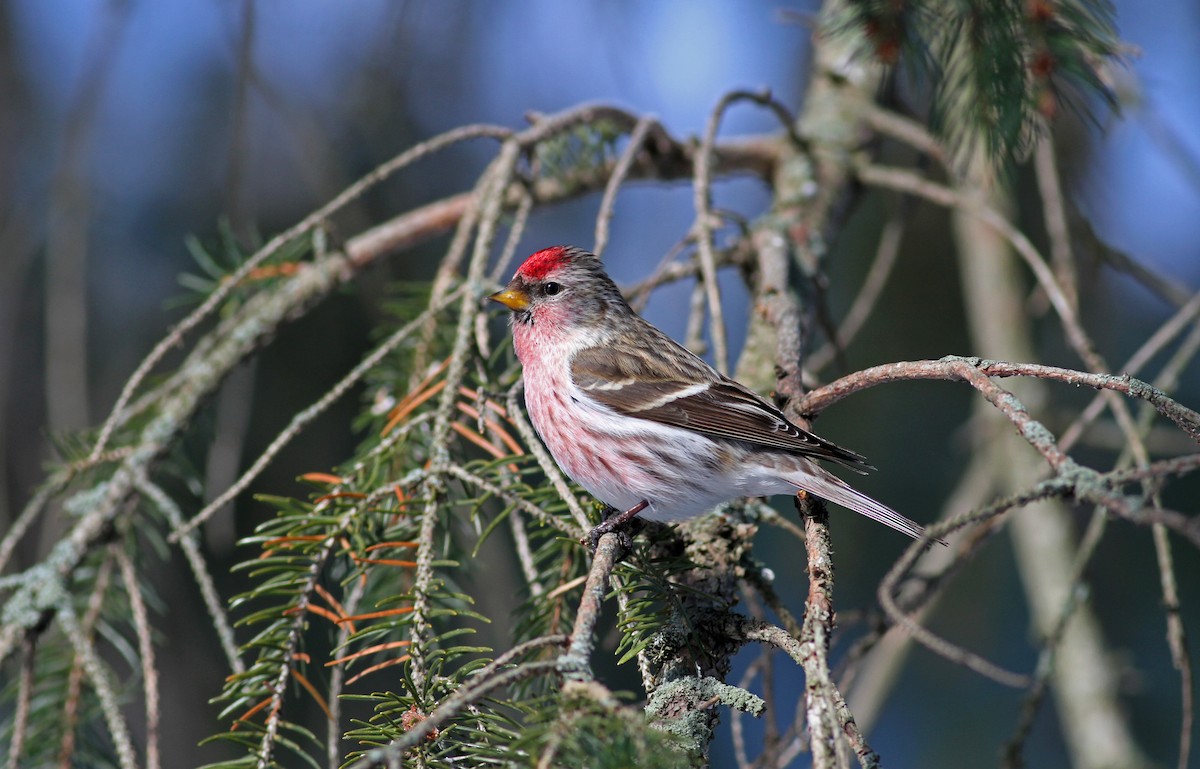 Common Redpoll (flammea) - ML38554061