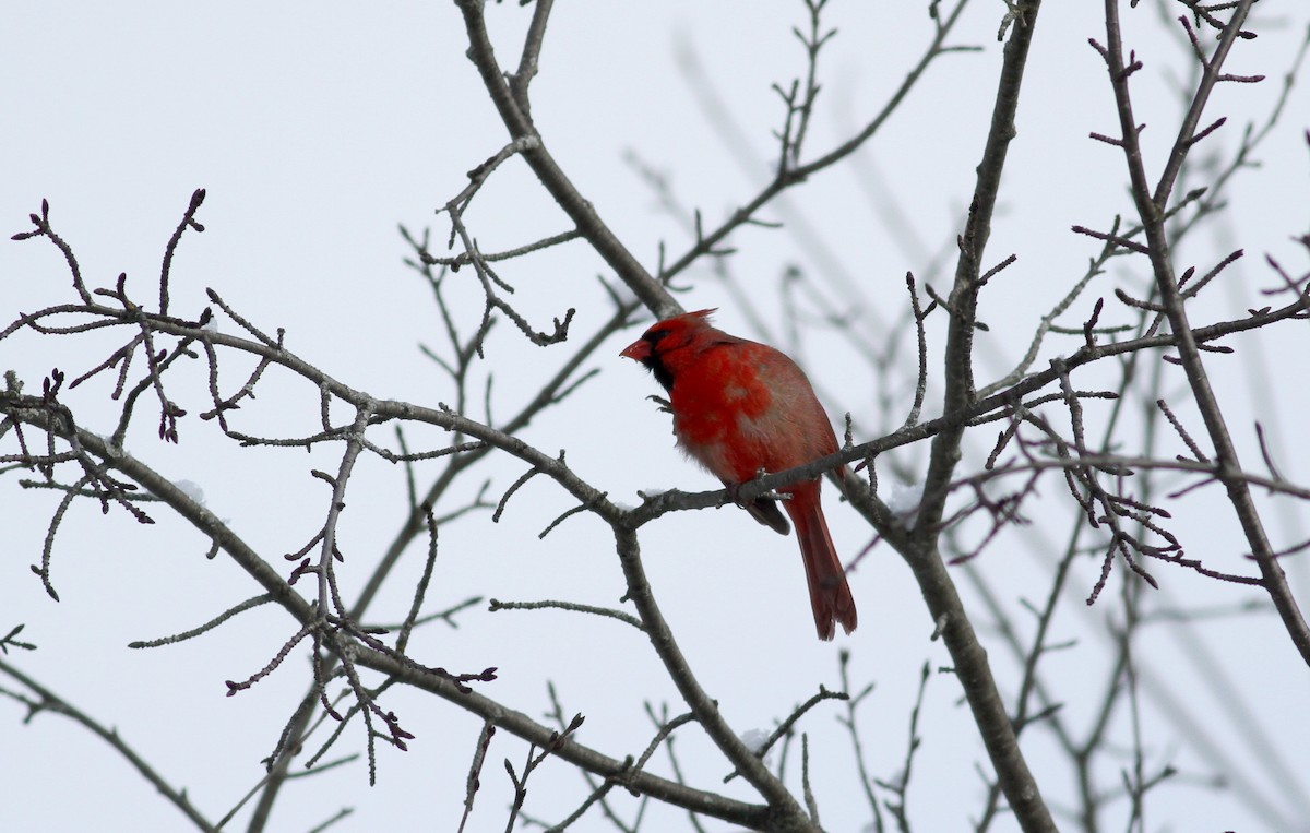 Cardinal rouge - ML38554261
