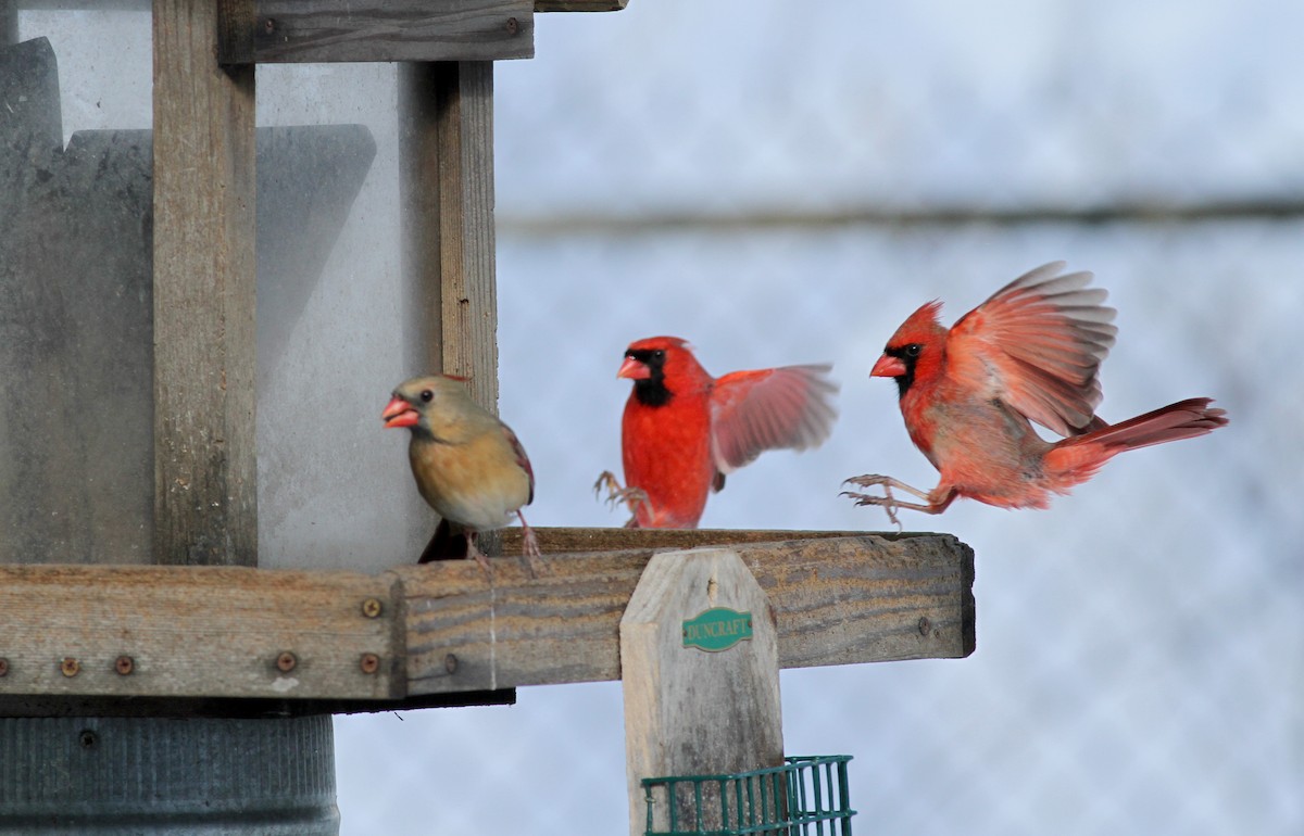 Cardinal rouge - ML38554331