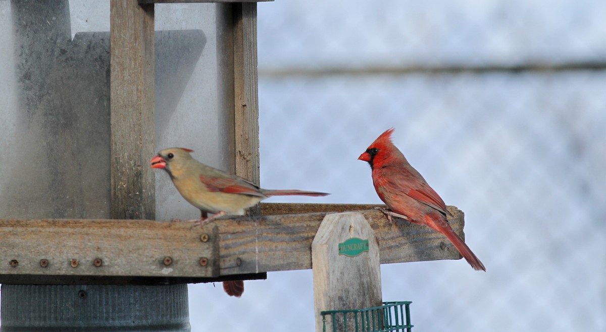 Cardinal rouge - ML38554371