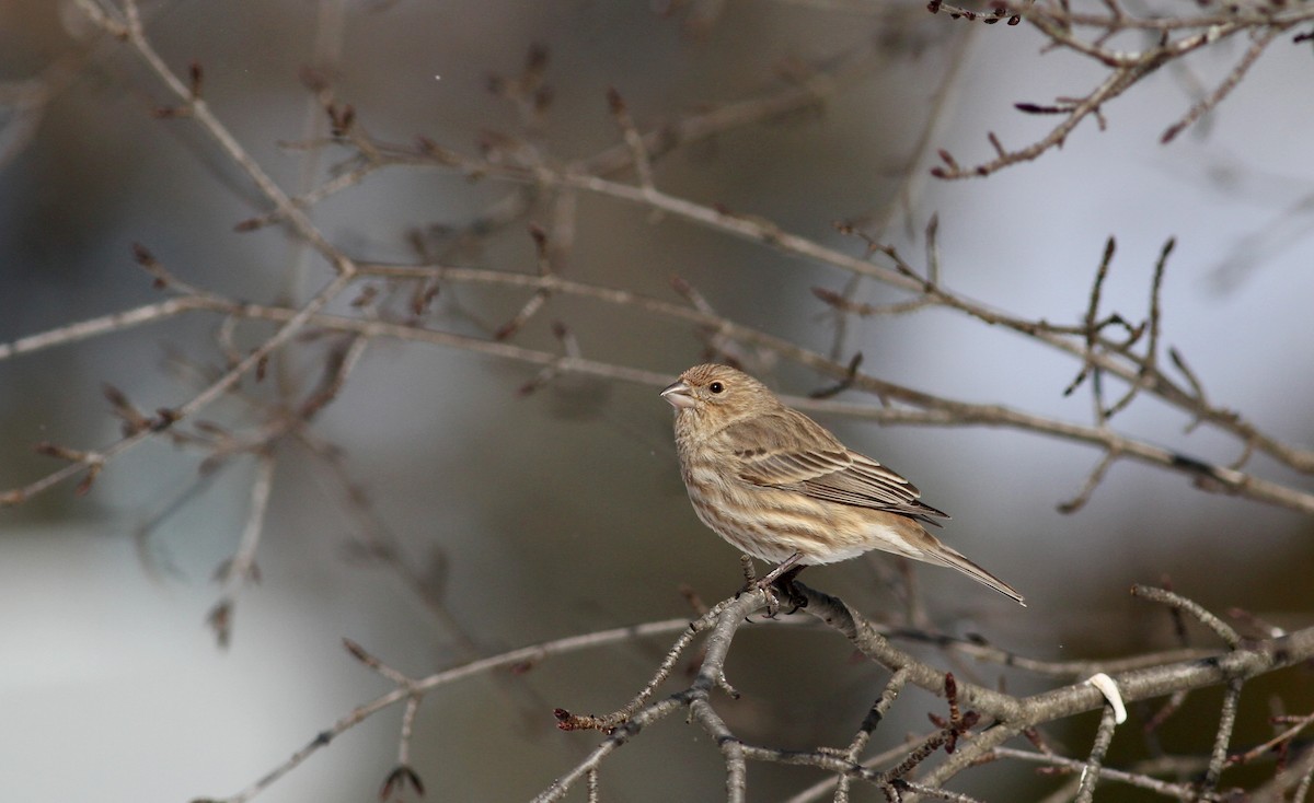 House Finch - Jay McGowan