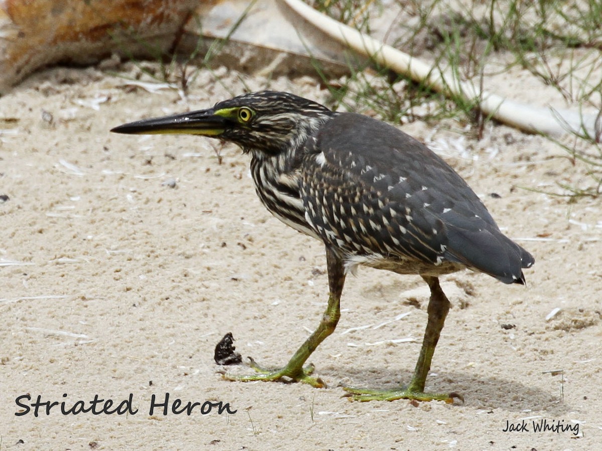 Striated Heron - ML385544511