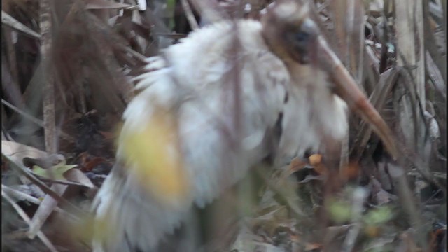 Wood Stork - ML385544701