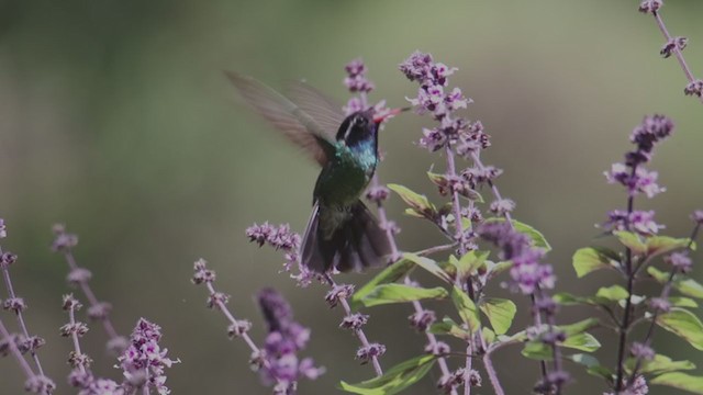 kolibřík bělouchý - ML385544721