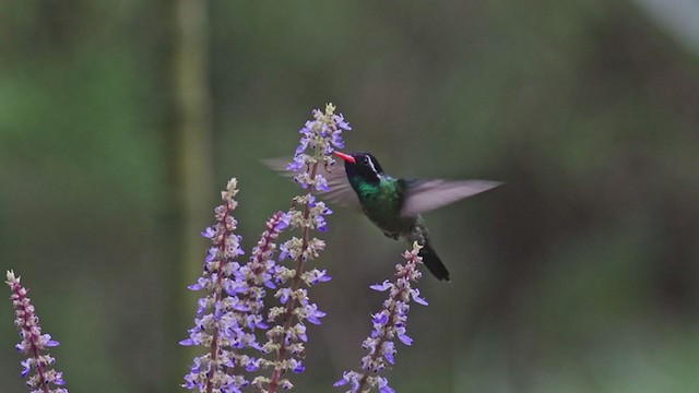 kolibřík bělouchý - ML385544981