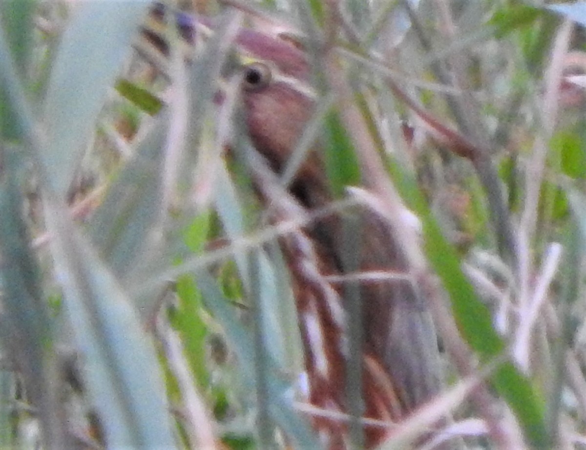 American Bittern - Mark Meunier