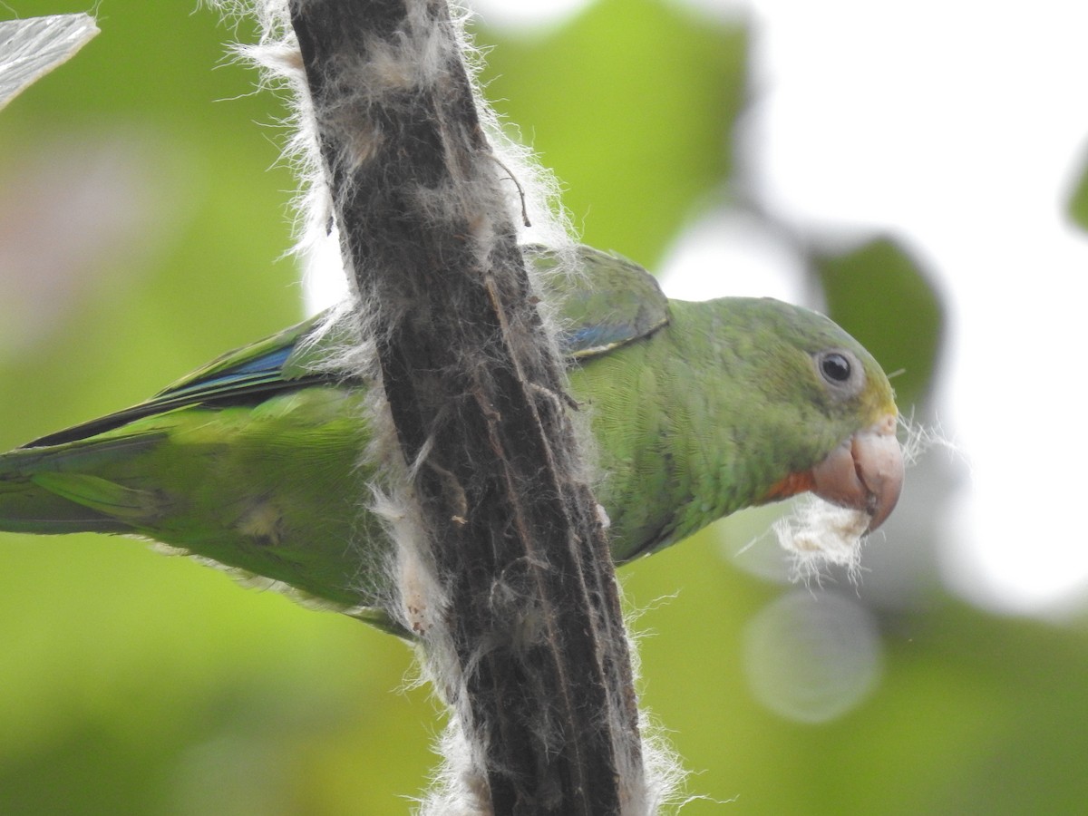 Cobalt-winged Parakeet - Juan Carlos🦉 Crespo