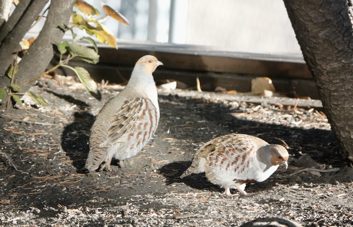 Gray Partridge - David Campbell