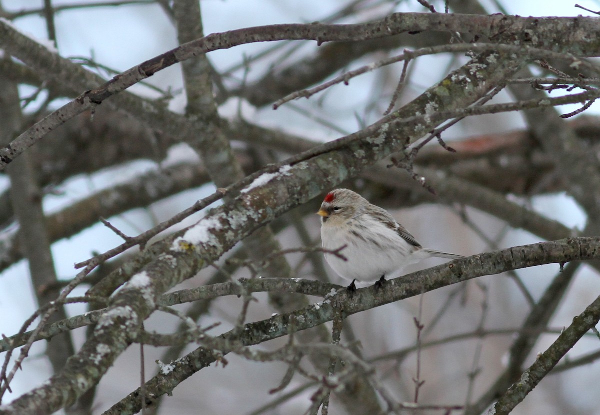 Hoary Redpoll (hornemanni) - ML38554691