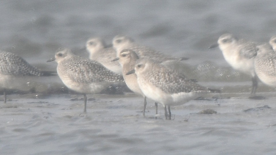 American Golden-Plover - ML385547511