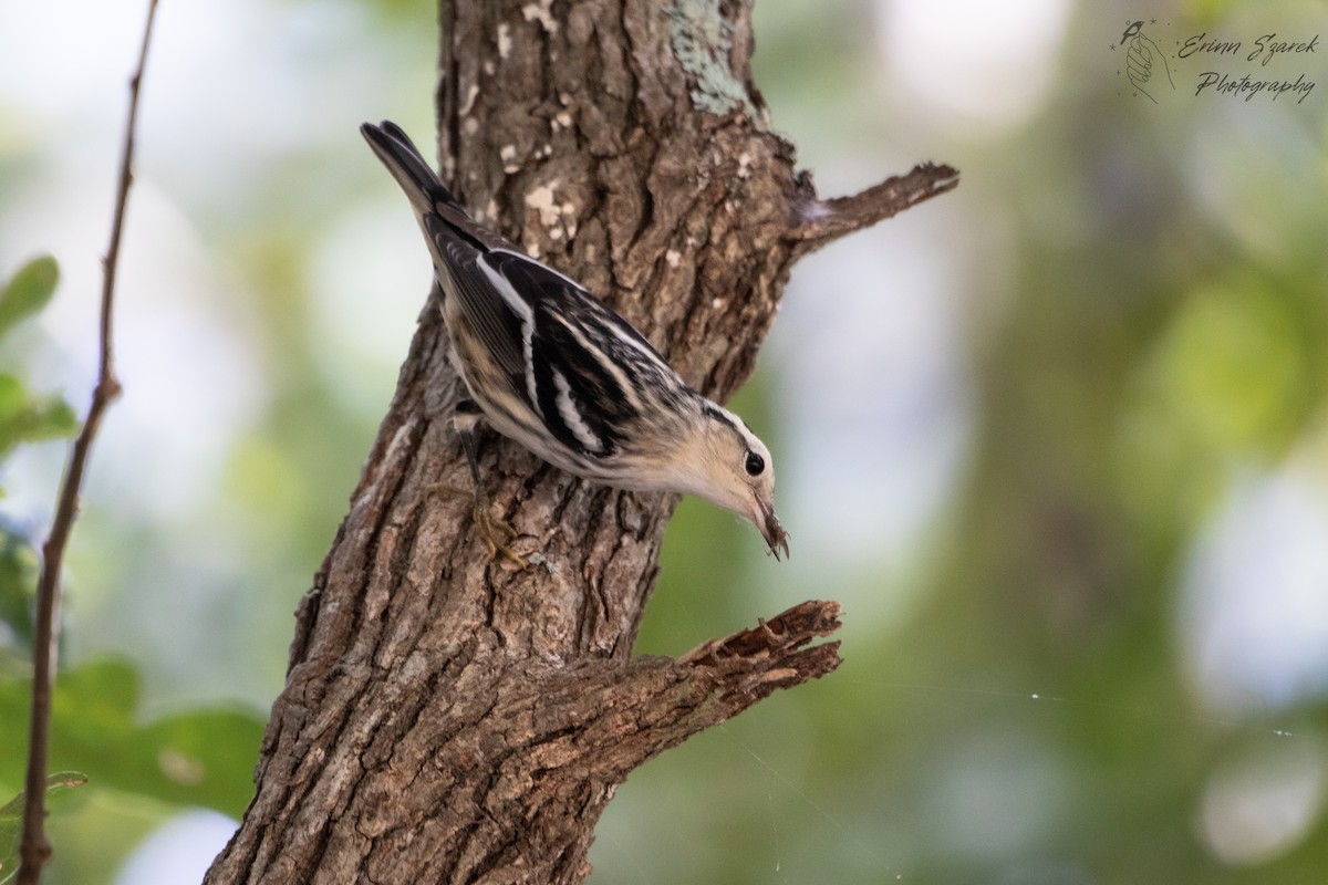 Black-and-white Warbler - ML385547551