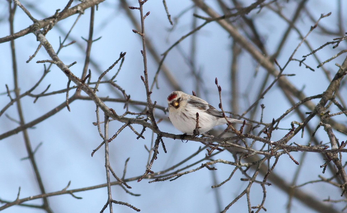 Hoary Redpoll (hornemanni) - ML38554801