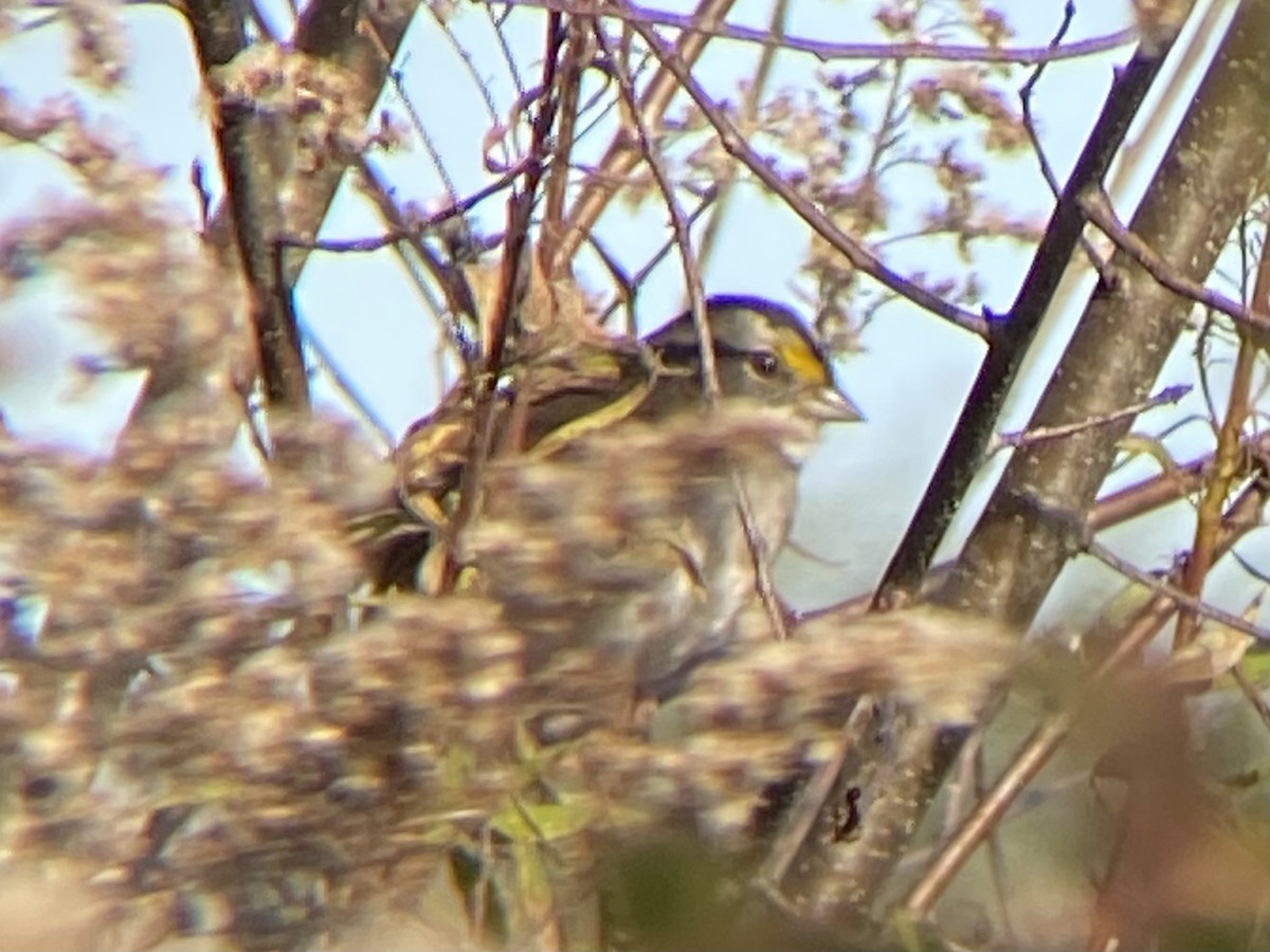 White-throated Sparrow - ML385548101