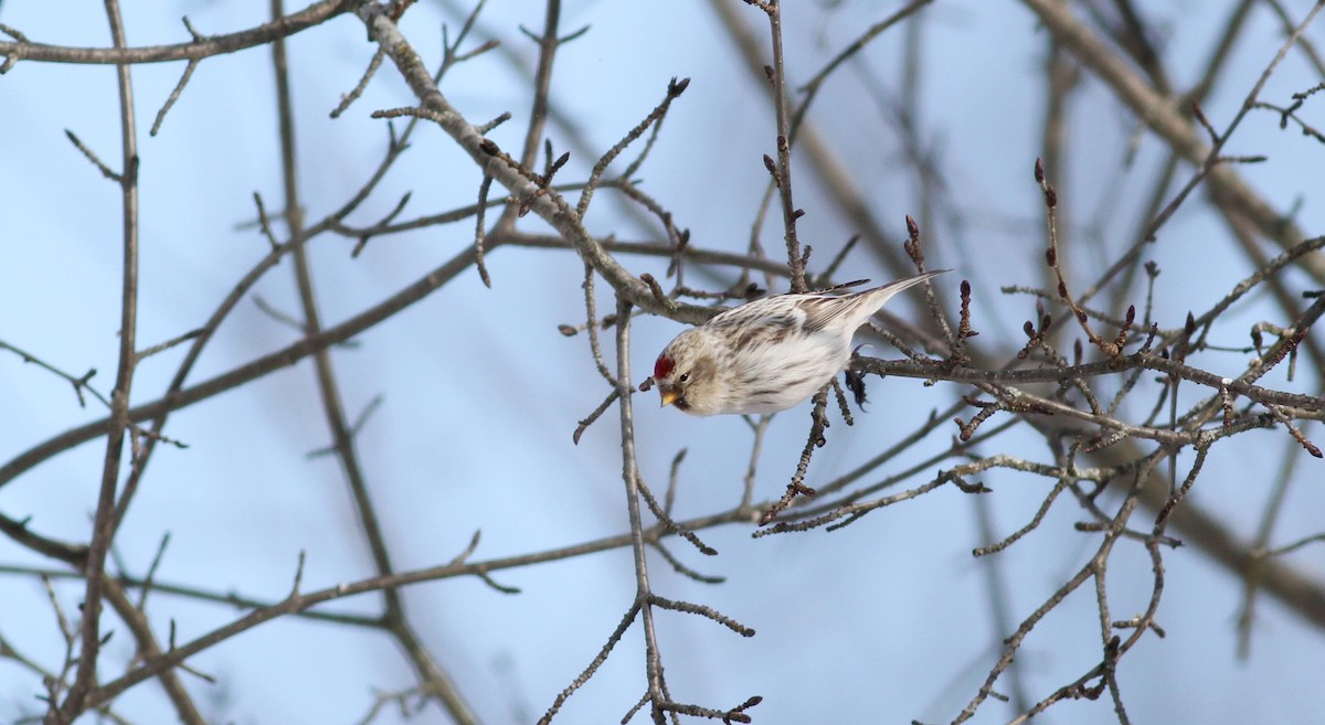 Hoary Redpoll (hornemanni) - ML38554811