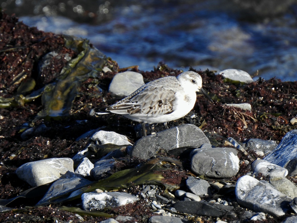 Bécasseau sanderling - ML385548131