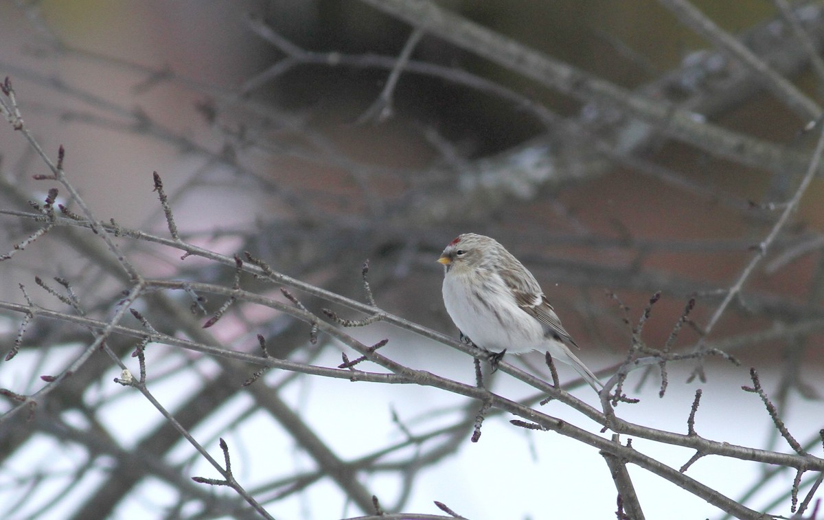 Hoary Redpoll (hornemanni) - ML38554821