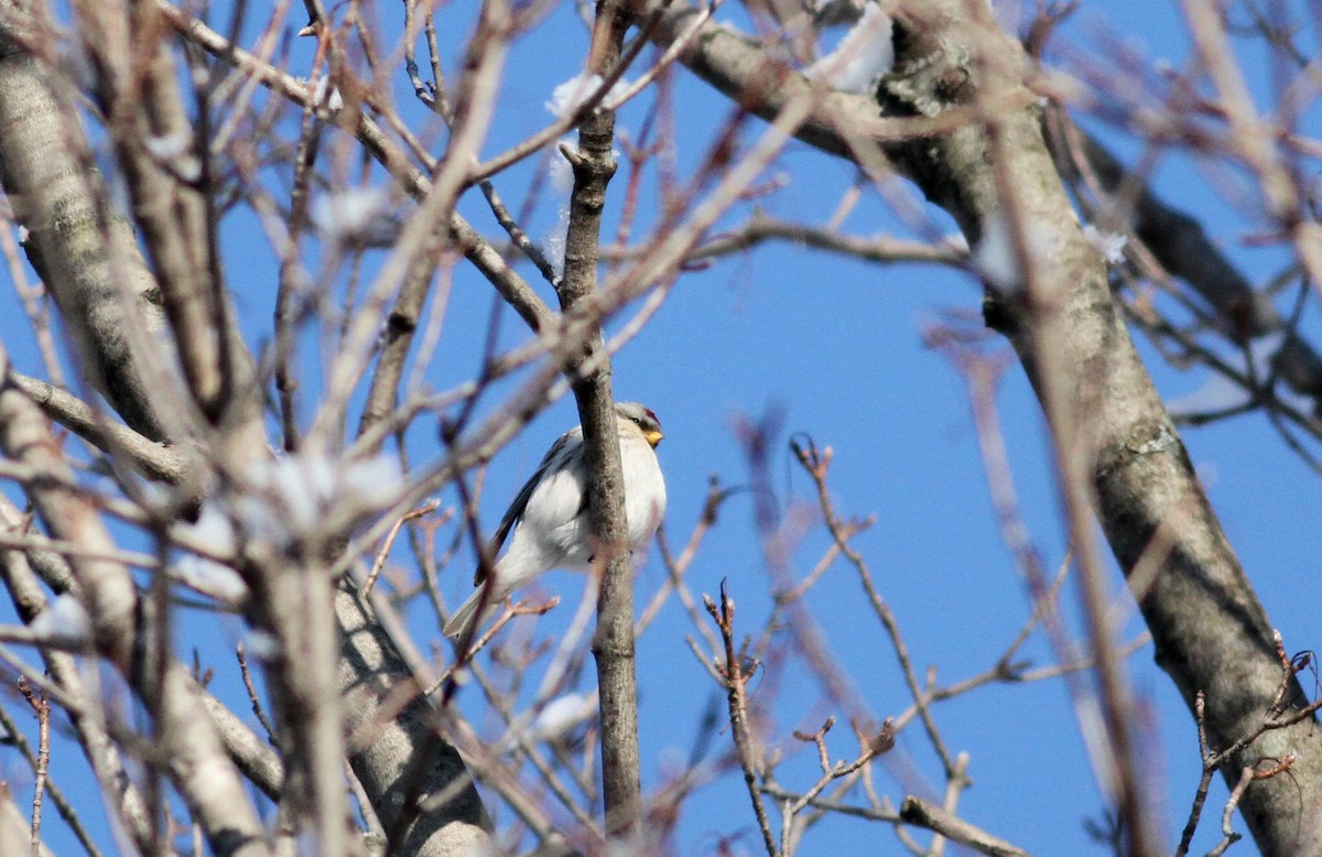 Hoary Redpoll (hornemanni) - ML38554931