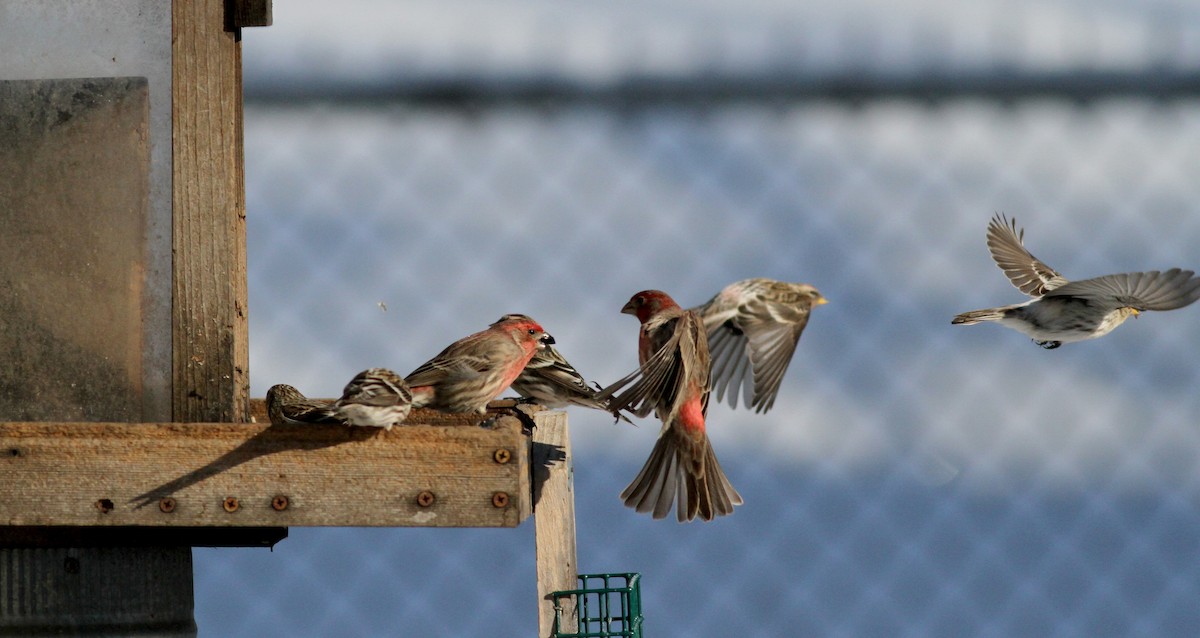 House Finch - ML38554961