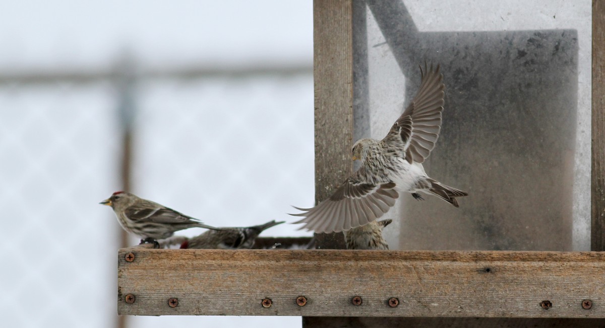 Hoary Redpoll (hornemanni) - ML38554981