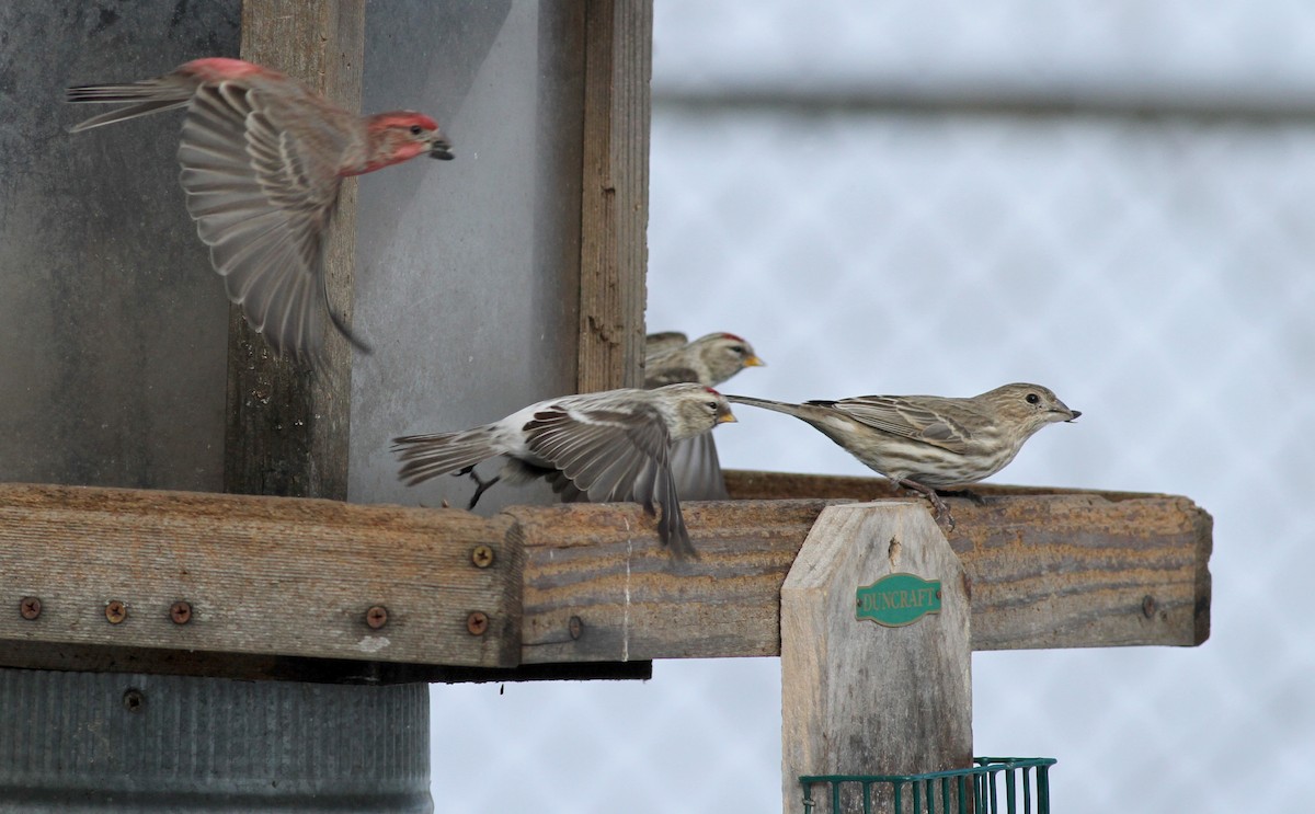 House Finch - ML38555091