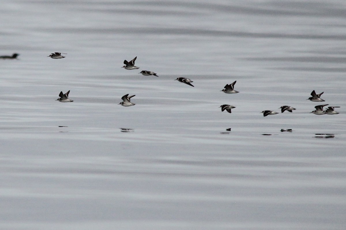 Red-necked Phalarope - Michele Swartout