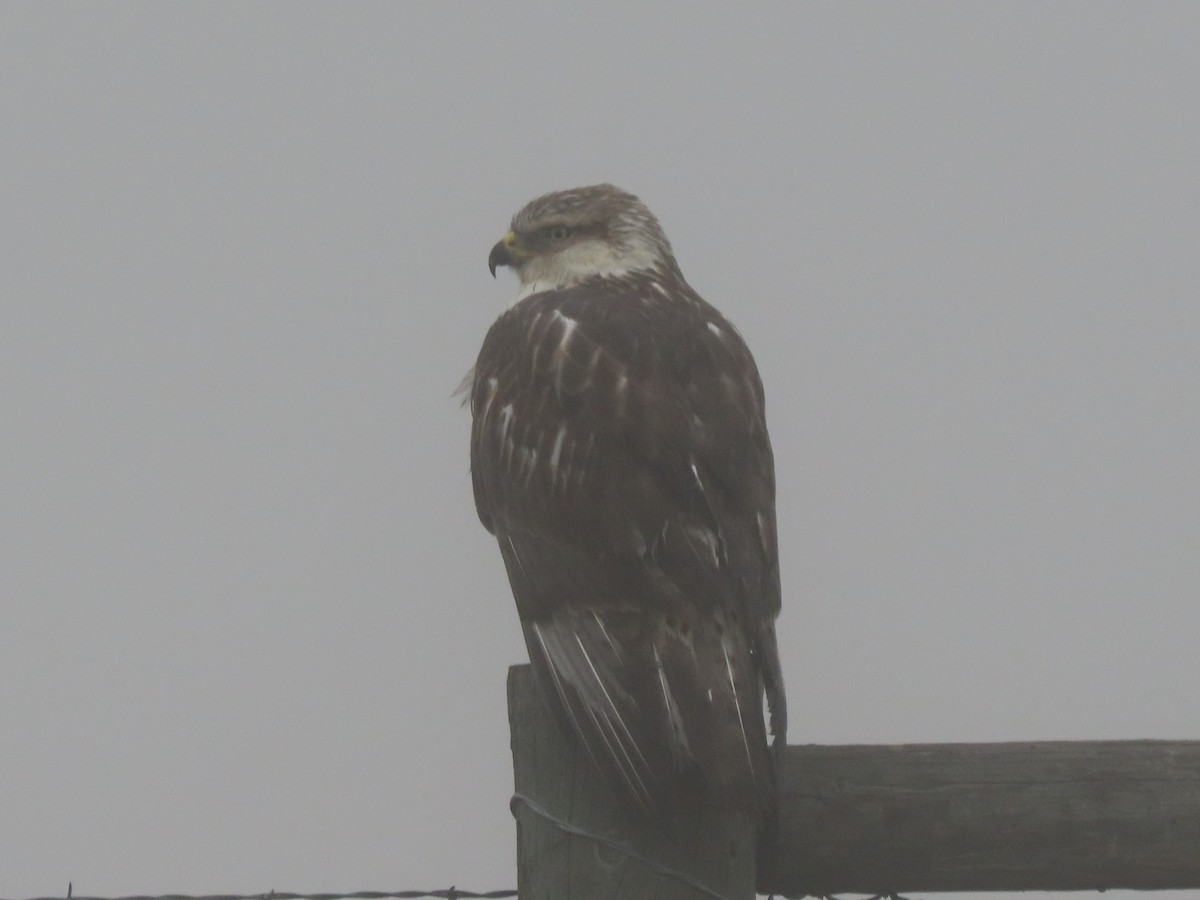 Ferruginous Hawk - ML385552911