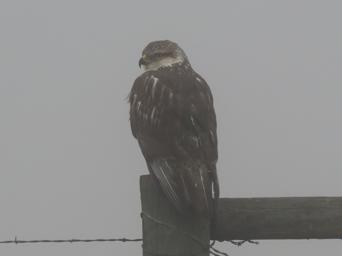 Ferruginous Hawk - ML385553241