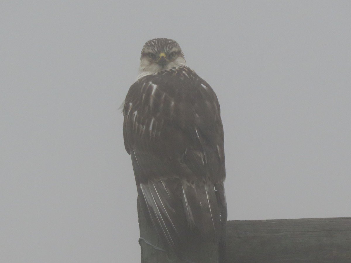 Ferruginous Hawk - ML385553541