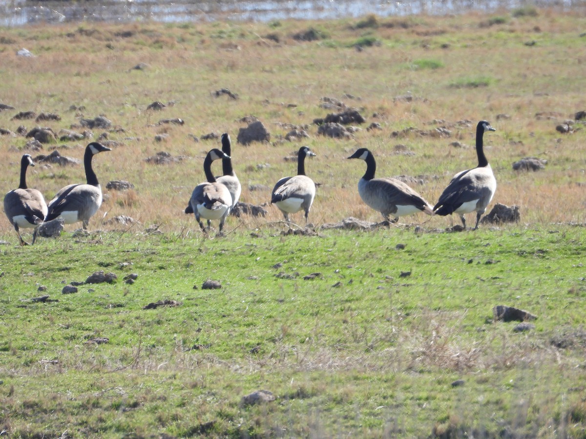 Canada Goose - ML385554071