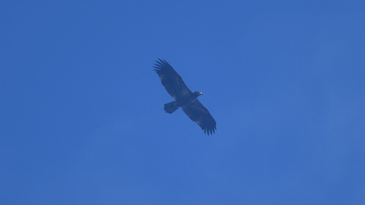 Weißkopf-Seeadler - ML385555511