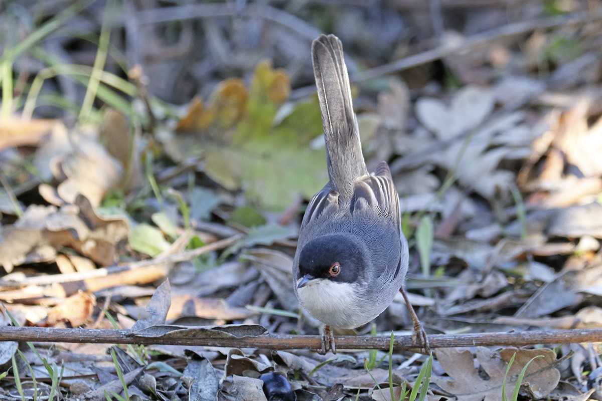 Sardinian Warbler - ML385556521