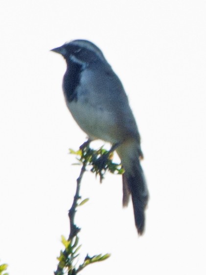 Black-throated Sparrow - ML38555661