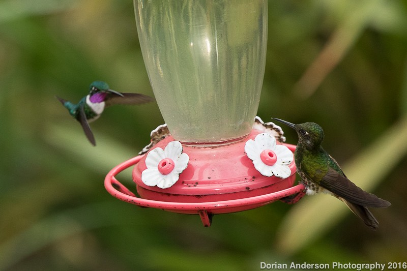 White-bellied Woodstar - ML38556221