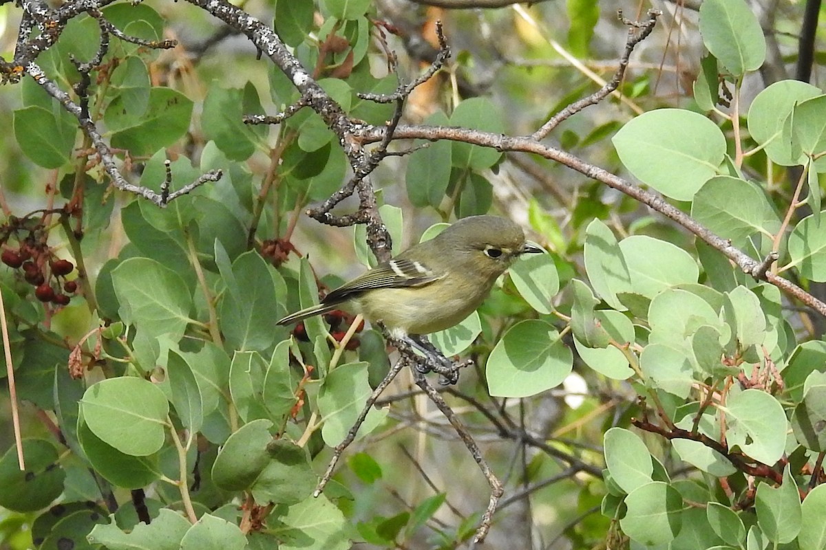 Vireo de Hutton - ML385562841