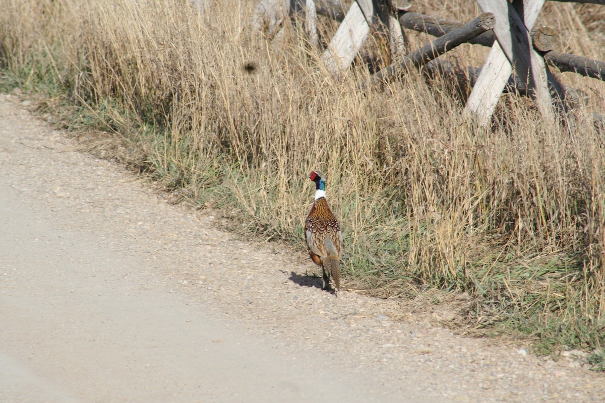 Ring-necked Pheasant - ML385563481