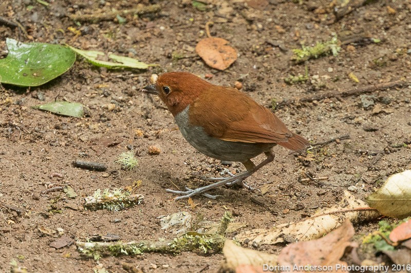 Bicolored Antpitta - ML38556381