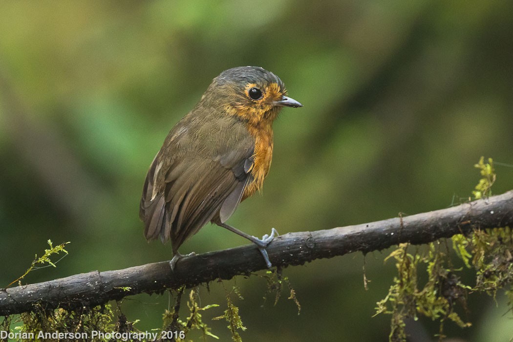 Slate-crowned Antpitta - Dorian Anderson