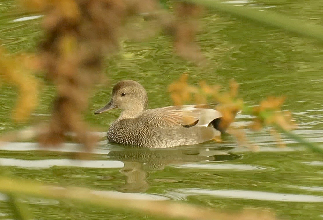 Gadwall - ML38556461