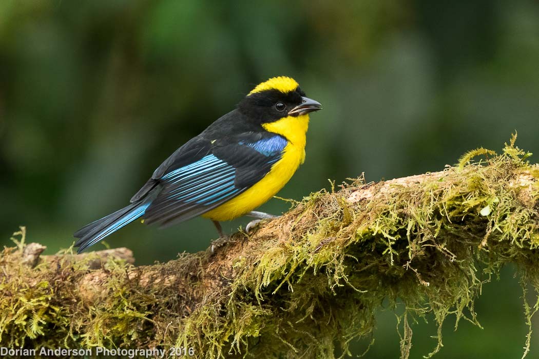 Blue-winged Mountain Tanager - ML38556511
