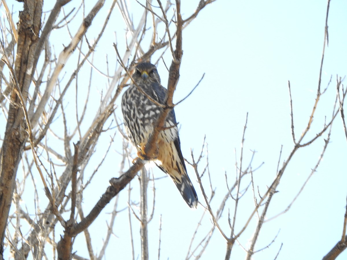 dřemlík tundrový (ssp. columbarius) - ML385565171